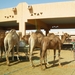 8.  Kamelenmarkt in Al Ain. IMGP1854