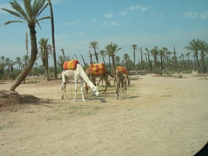 Marrakech (9)