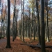 023-Mooie herfsttinten kleuren het bos....