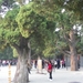 Beijing complex Tempel van de Hemel, cederboom