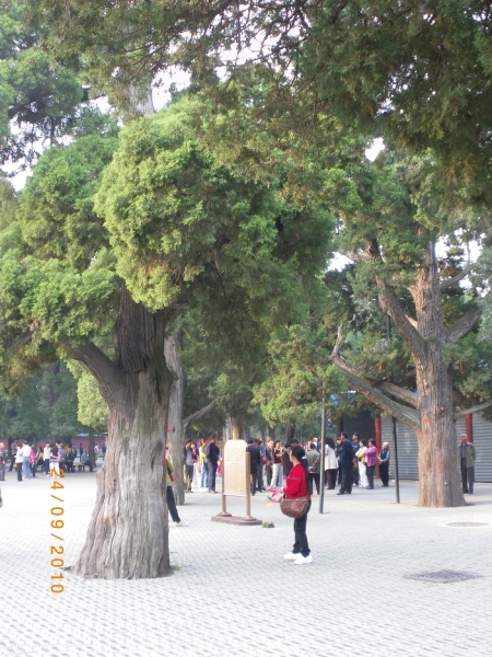 Beijing complex Tempel van de Hemel, cederboom