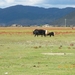 Zhongdian, Shangri La, Tibetaans landschap met Yaks (2)