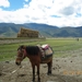 Zhongdian, Shangri La, Tibetaans landschap met Yaks en paarden