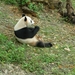 Chengdu-Pandareservaat (3)