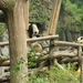 Chengdu-Pandareservaat (5)