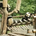 Chengdu-Pandareservaat (6)