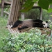 Chengdu-Pandareservaat (7)