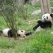 Chengdu-Pandareservaat (9)