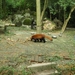 Chengdu-Rode panda (4)