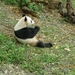 Herschaalde kopie van Chengdu-Pandareservaat (3)