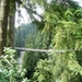 320- Capilano-brug