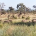 08.10-Kruger park zebra's