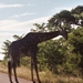 08.11-Kruger park giraf