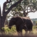 08.13-Kruger park olifant
