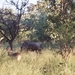 08.2-Kruger park Impala 2
