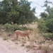 08.23-Kruger park  leeuwen