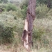 08.24-Kruger park  aapje