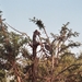08.3-Kruger park vogels
