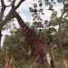 08.30-Kruger park giraf