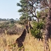 08.4-Kruger park giraf