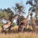 08.5-Kruger park giraffen