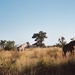 08.6-Kruger park giraffen