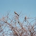 08.7-Kruger park vogels