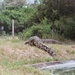 08.15-Dumazulu krokodillen