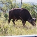 08.30-Shlushuwe-safari buffel