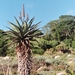 08.29-Kirstenbosch