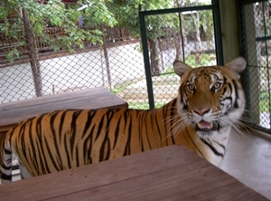 Thailand - Chiang mai Tiger Kingdom day 1 mei 2009 (107)