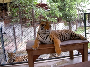 Thailand - Chiang mai Tiger Kingdom day 1 mei 2009 (108)