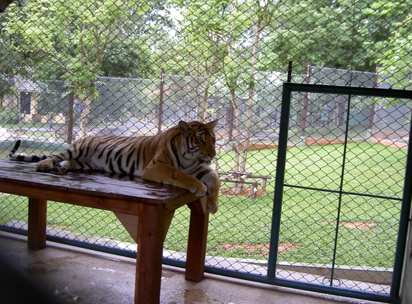 Thailand - Chiang mai Tiger Kingdom day 1 mei 2009 (109)