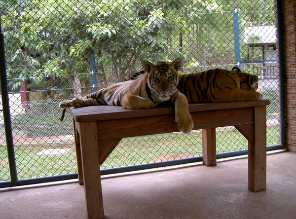 Thailand - Chiang mai Tiger Kingdom day 1 mei 2009 (113)