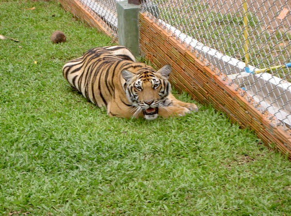 Thailand - Chiang mai Tiger Kingdom day 1 mei 2009 (116)