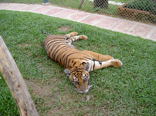Thailand - Chiang mai Tiger Kingdom day 1 mei 2009 (117)