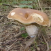 paddenstoel fort steendorp
