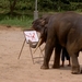 Thailand - Chiang mai- elephant show in Elephant nature park mei