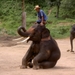 Thailand - Chiang mai- elephant show in Elephant nature park mei