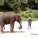 Thailand - Chiang mai- elephant show in Elephant nature park mei
