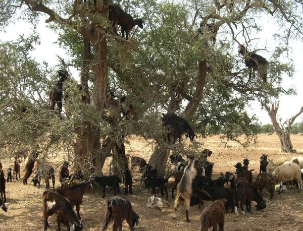1d  Agadir--Ouarzazate  Arganie_bomen met geiten