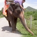 Thailand - Hua Hin - Cha-am  elephant ride mei 2009 (21)
