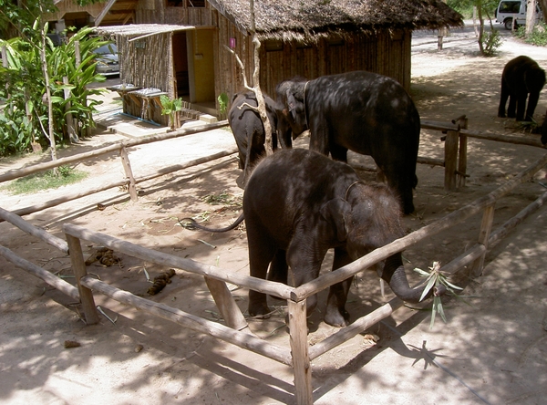 Thailand - Hua Hin - Cha-am  elephant ride mei 2009 (9)