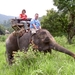 Thailand - Chiang mai - a ride on an elephant in Elephant nature