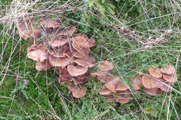 mos,paddenstoelen