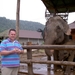 Thailand - Chiang mai- elephants feeding in Elephant nature park 