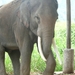 Thailand - Chiang mai- elephants feeding in Elephant nature park 