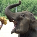 Thailand - Chiang mai- elephants feeding in Elephant nature park 