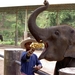 Thailand - Chiang mai- elephants feeding in Elephant nature park 