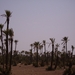 8 Marrakech  omgeving palmbomen